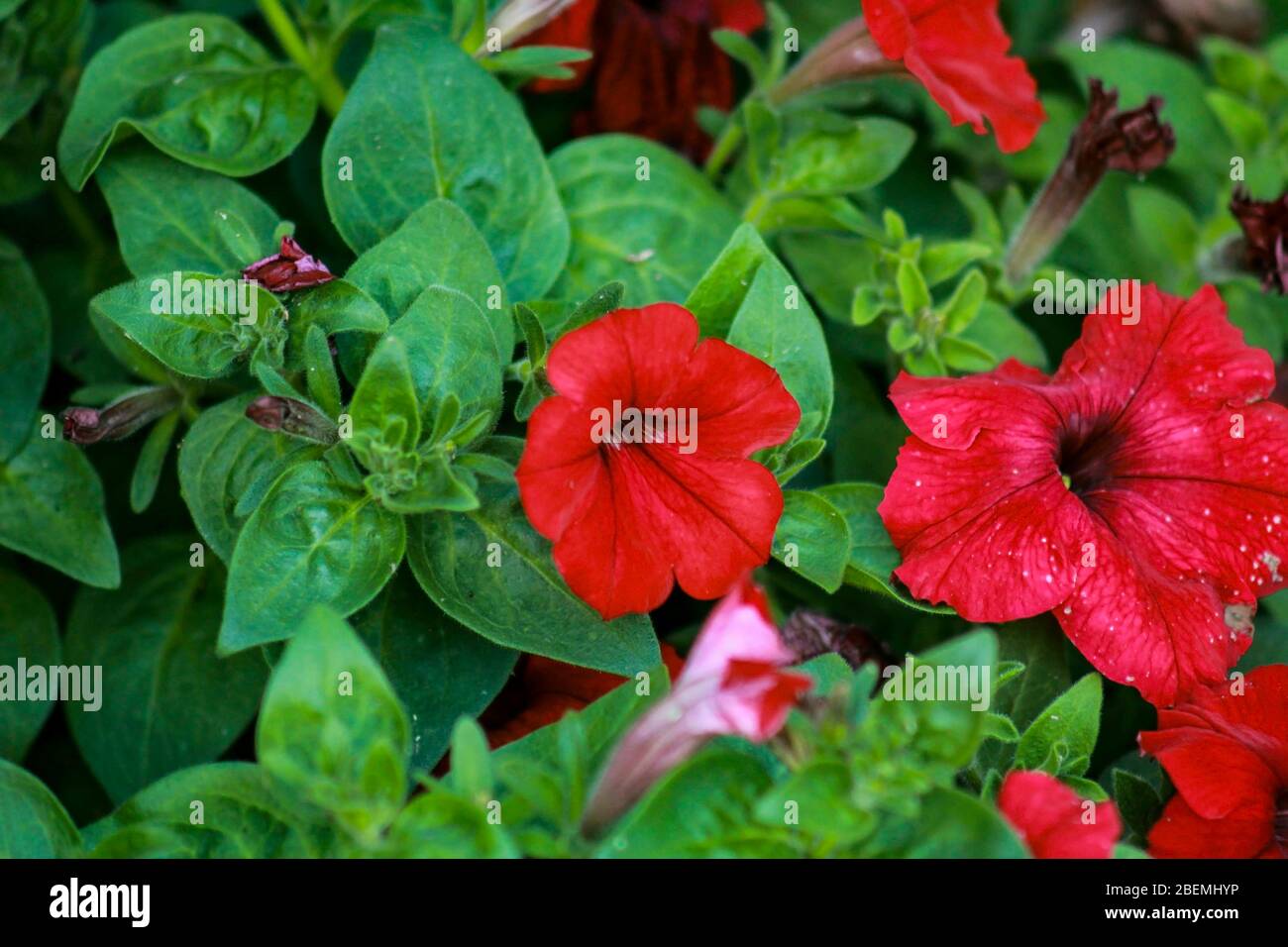 Surfinia, un membro rosso profondo della famiglia petunia. Una pianta di trailing popolare in cesti appesi. Foto Stock