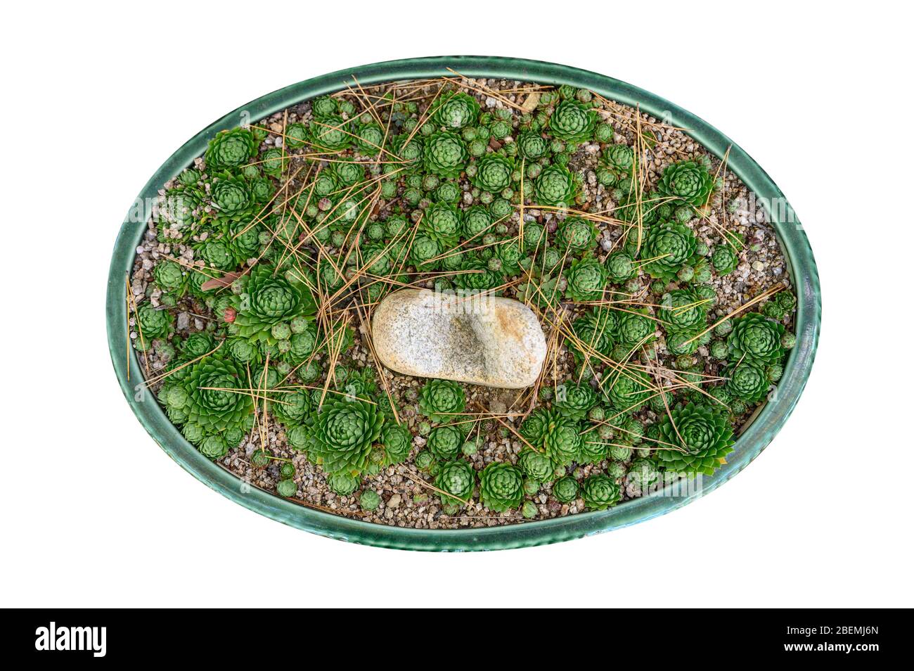 Pianta Cactus verde germogliata in vaso. Isolato sullo sfondo Foto Stock