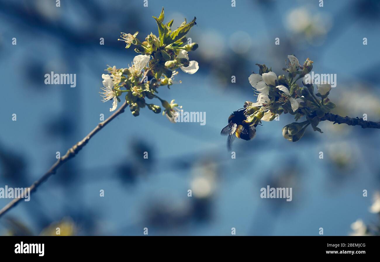 Bumblebee grasso seduto su un fiore di albero bianco Foto Stock