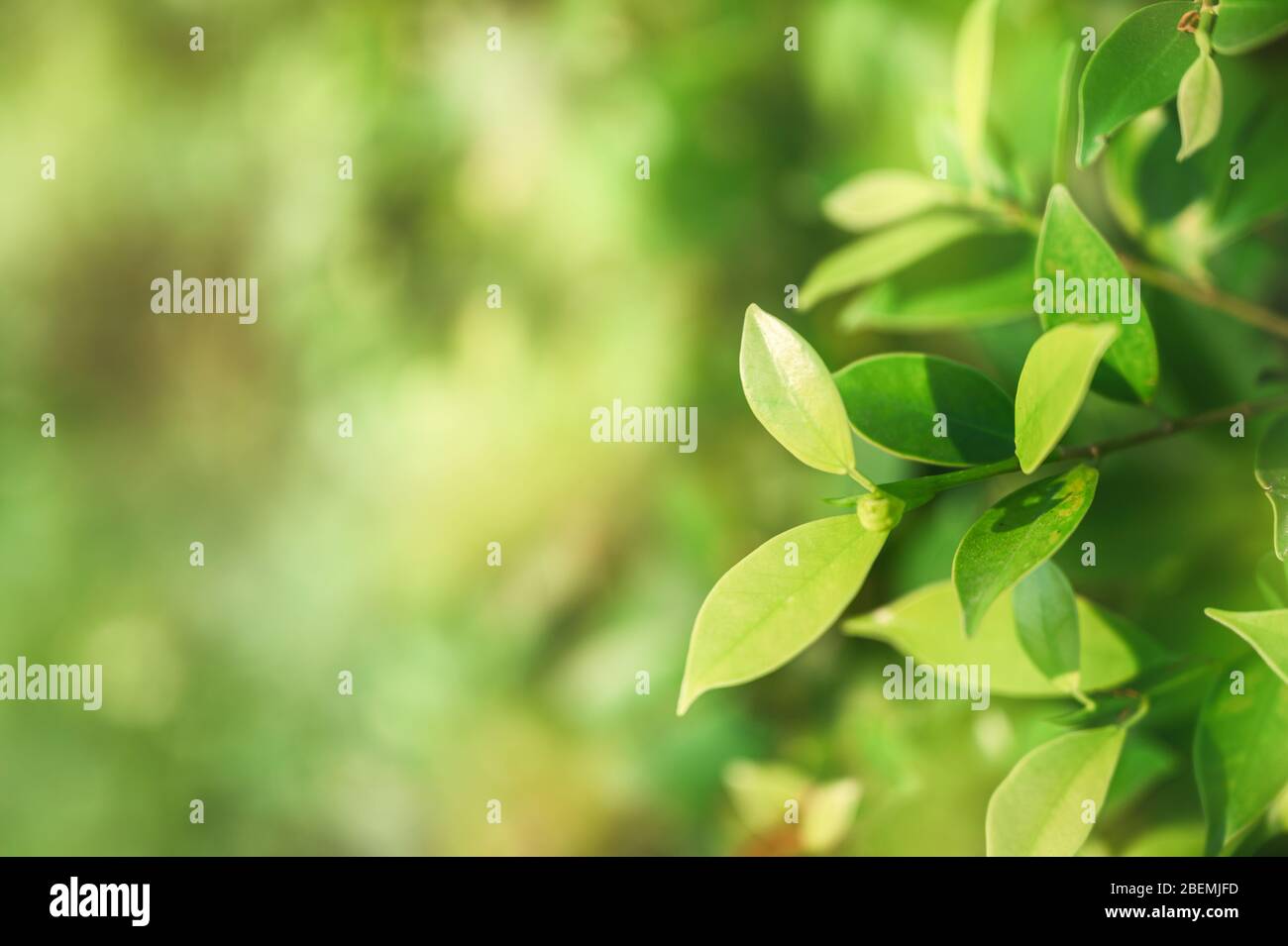 Primo piano Banyan albero con foglie verdi in giardino su sfondo naturale Foto Stock