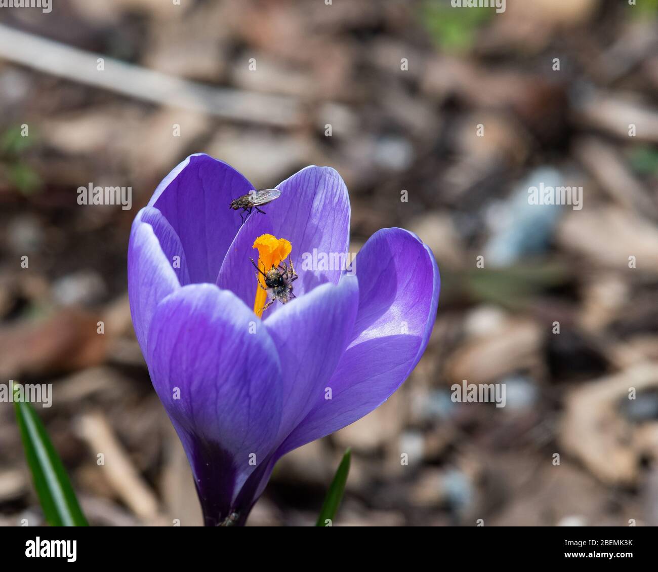 Un primo fiore di croco primaverile nel giardino impollinato da un'ape minuscola con una mosca sullo sfondo. Foto Stock