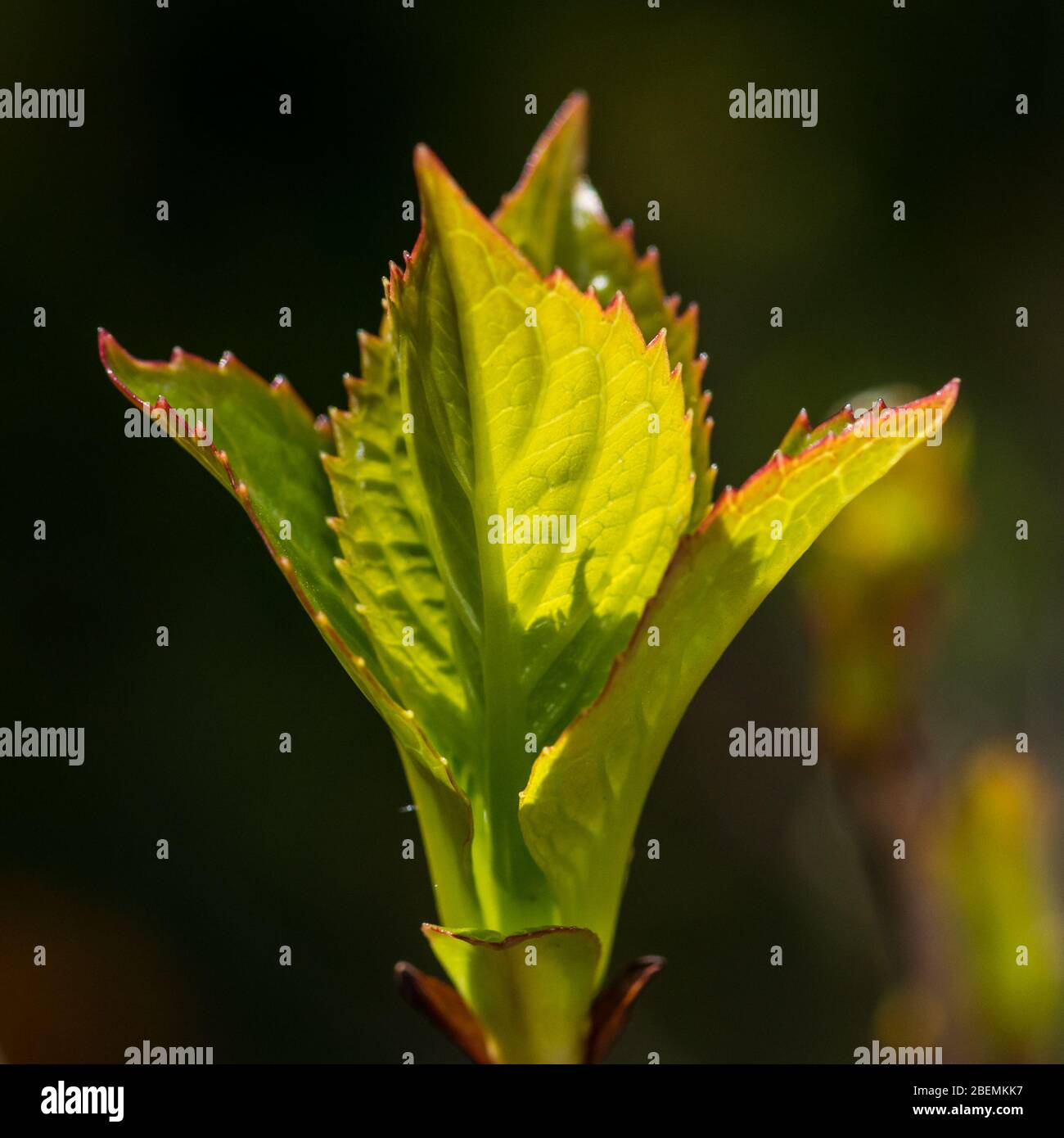 Un macro colpo di una foglia di hydrangea che cattura la luce del sole. Foto Stock