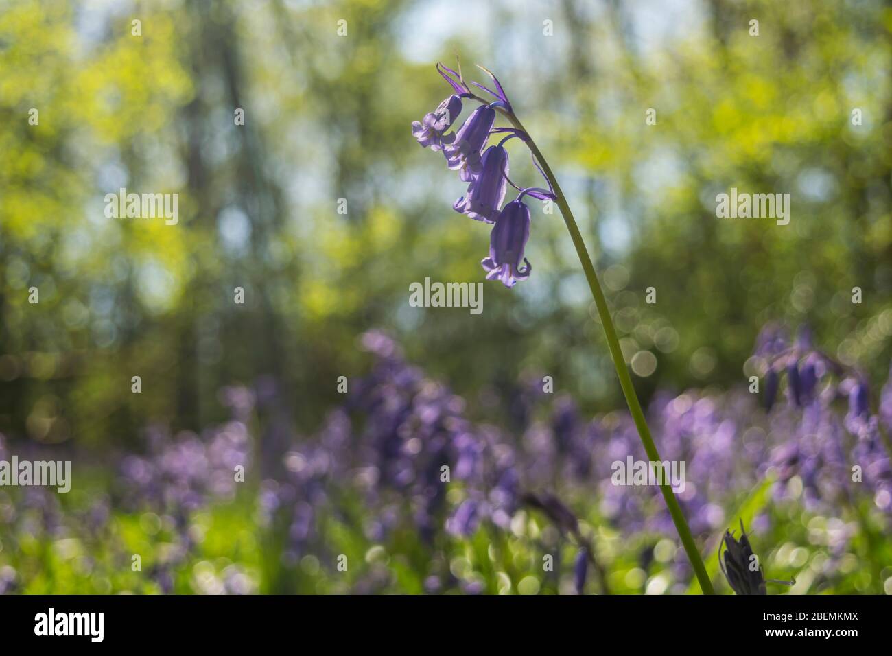 Bluebells nella campagna inglese in primavera Foto Stock