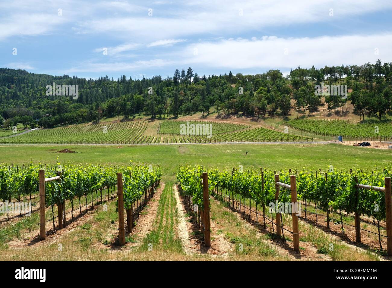 File di viti in un vigneto Rogue Valley AVA nell'Oregon meridionale vicino ai paesaggi di Medford Foto Stock