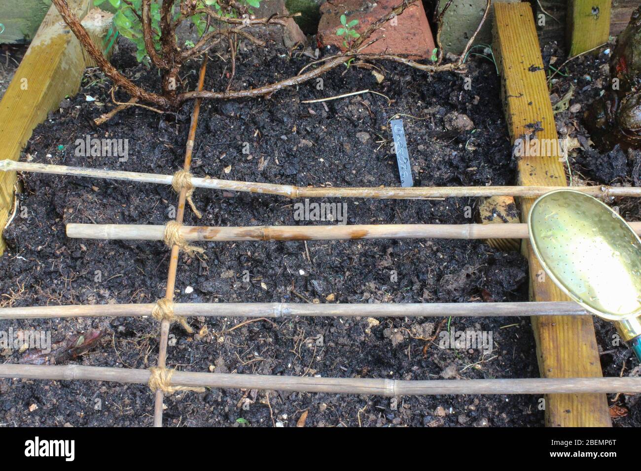 Rialzato letto di seme carota piantando sotto rete di uccello di canna Foto Stock