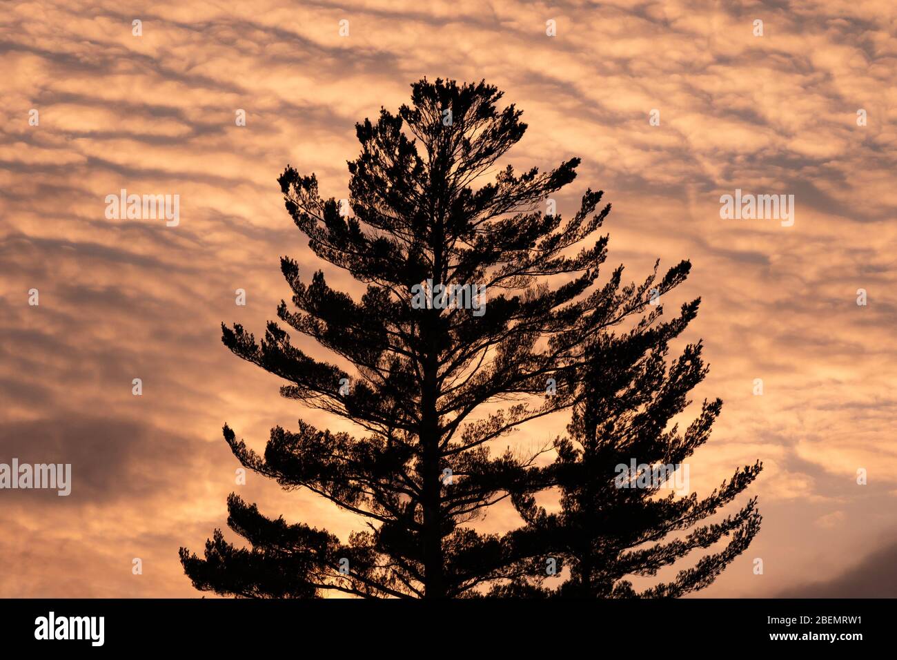 Un massiccio vecchio pino silhoueted contro un freddo tramonto invernale nelle montagne Adirondack, NY USA Foto Stock