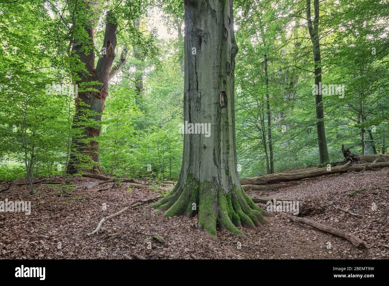 alberi antichi in foresta decidua Foto Stock