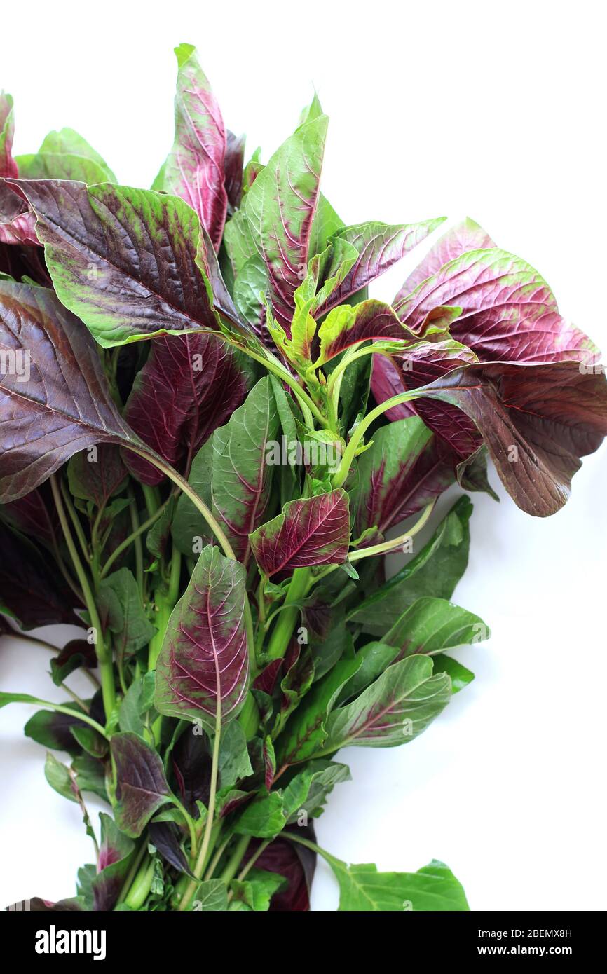 Primo piano di Amaranthus tricolore o noto come Amaranth Rosso isolato su sfondo bianco Foto Stock