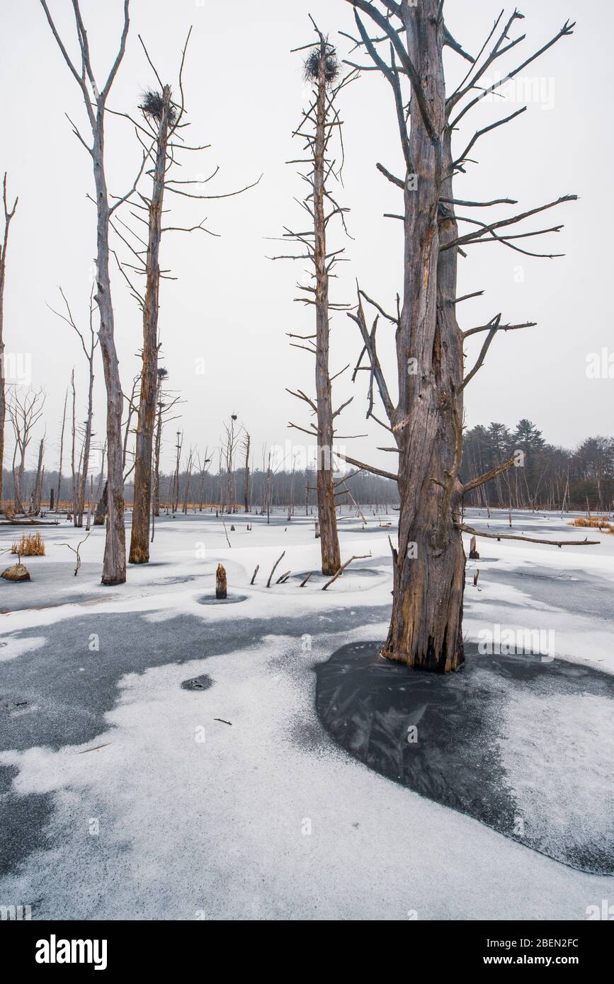 Alberi morti e uccelli Nest in un lago ghiacciato Foto Stock