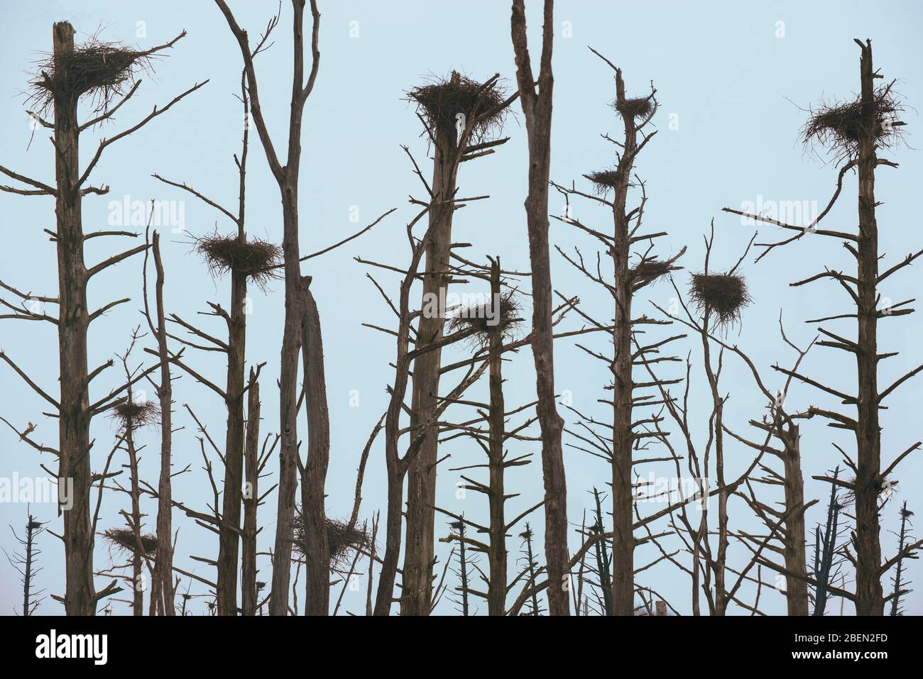 Alberi morti e uccelli Nest in un lago ghiacciato Foto Stock