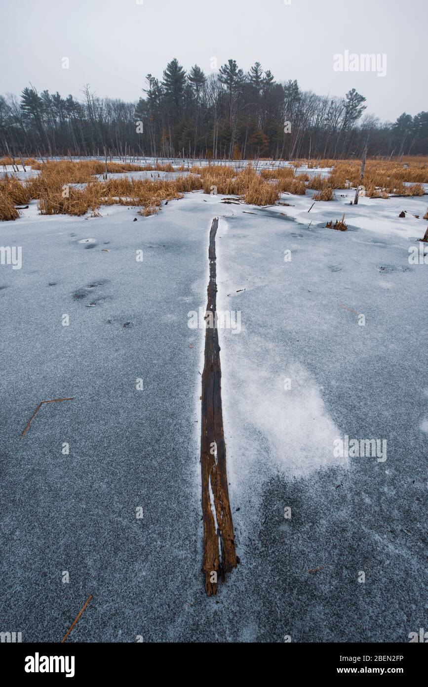 Alberi morti e uccelli Nest in un lago ghiacciato Foto Stock