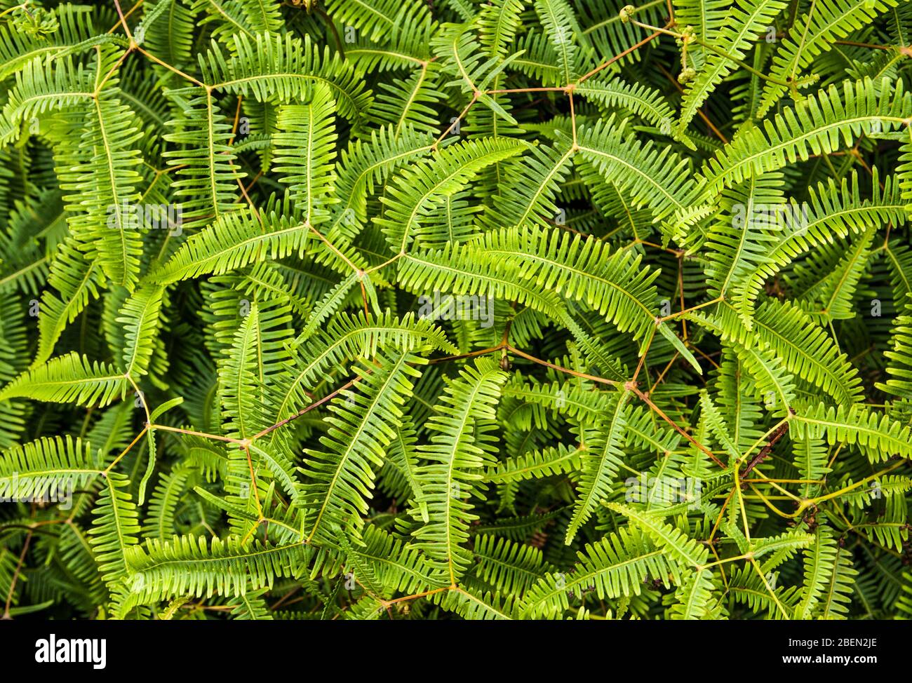 Primo piano di piante di felci sul Pihea Trail, Koke'e state Park, Kauai, Hawaii, USA. Foto Stock