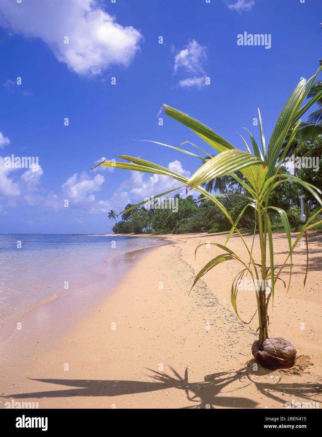 La noce di cocco germinando sulla spiaggia tropicale, Pangaimotu Island, Tongatapu, Regno di Tonga Foto Stock