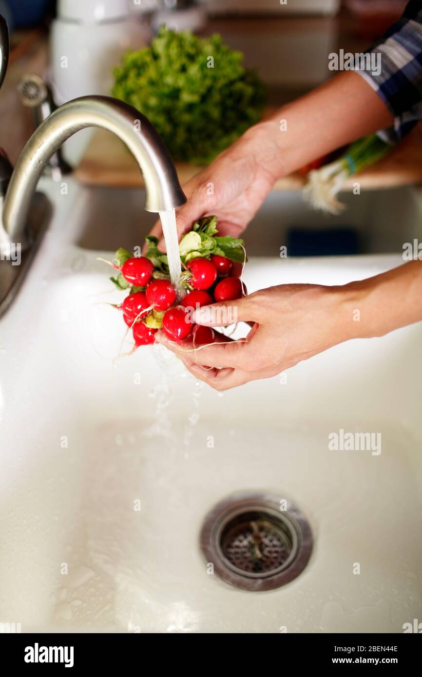 Primo piano delle mani della donna lavando buck di ravanelli Foto Stock