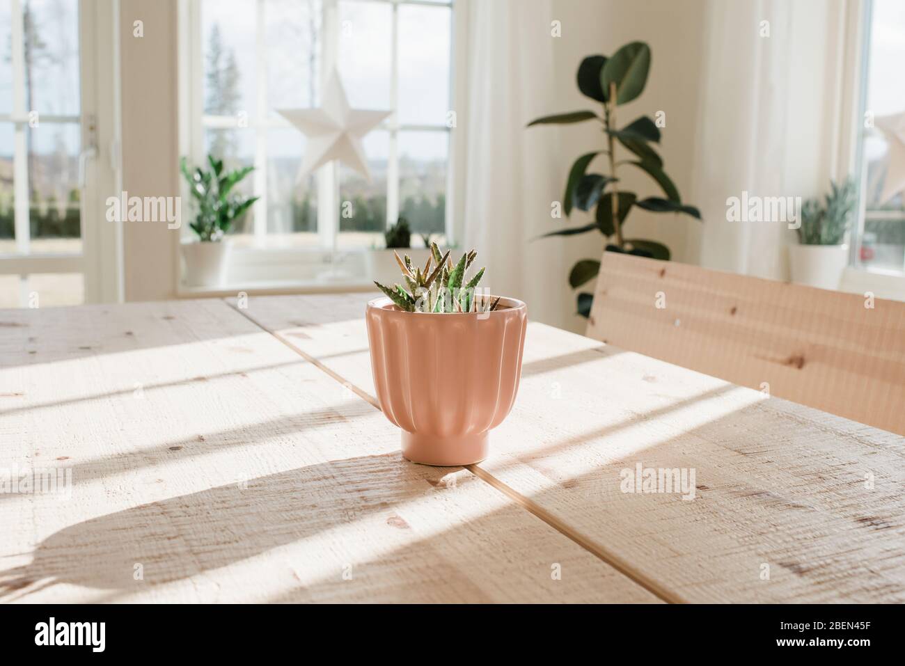 cactus pianta su un tavolo a casa Foto Stock