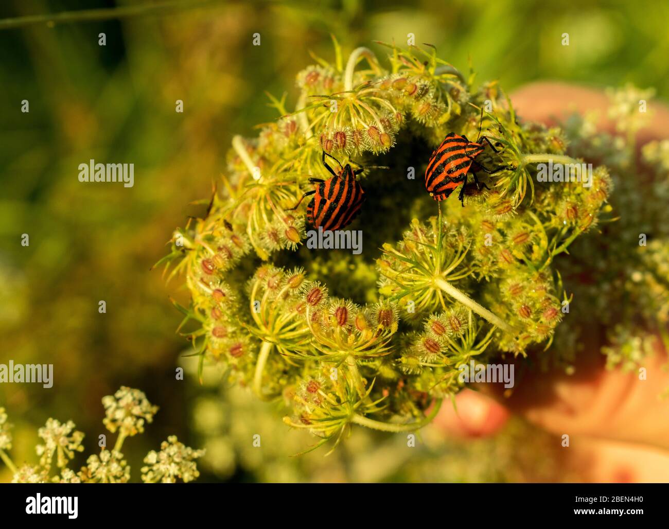 Insetti schermati a righe su fiore Foto Stock