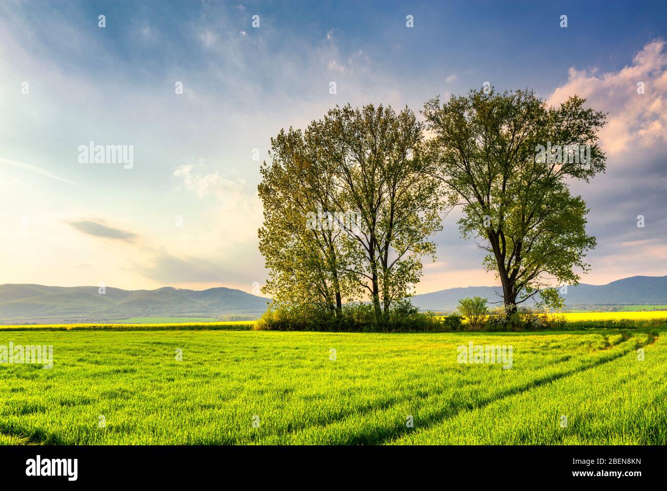 Bellissimo paesaggio di campagna primaverile in Slovacchia. Verde campo agricolo con colture fresche, strada sterrata e colline all'orizzonte. Bellezza della natura primaverile. Foto Stock