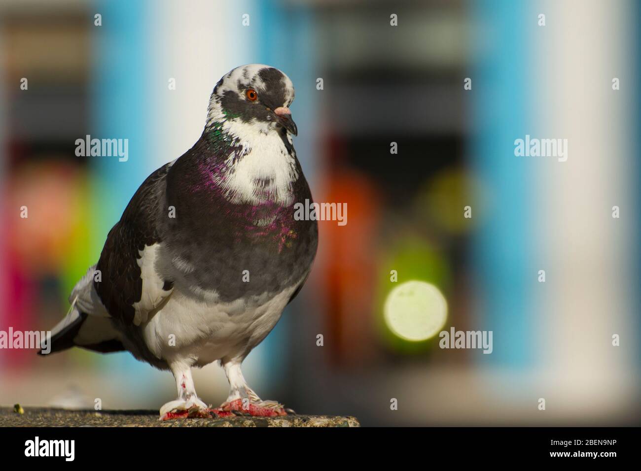 bianco e nero (columba livia domestica ) piccione uccello in piedi con pareti di fondo sfocate colorate Foto Stock
