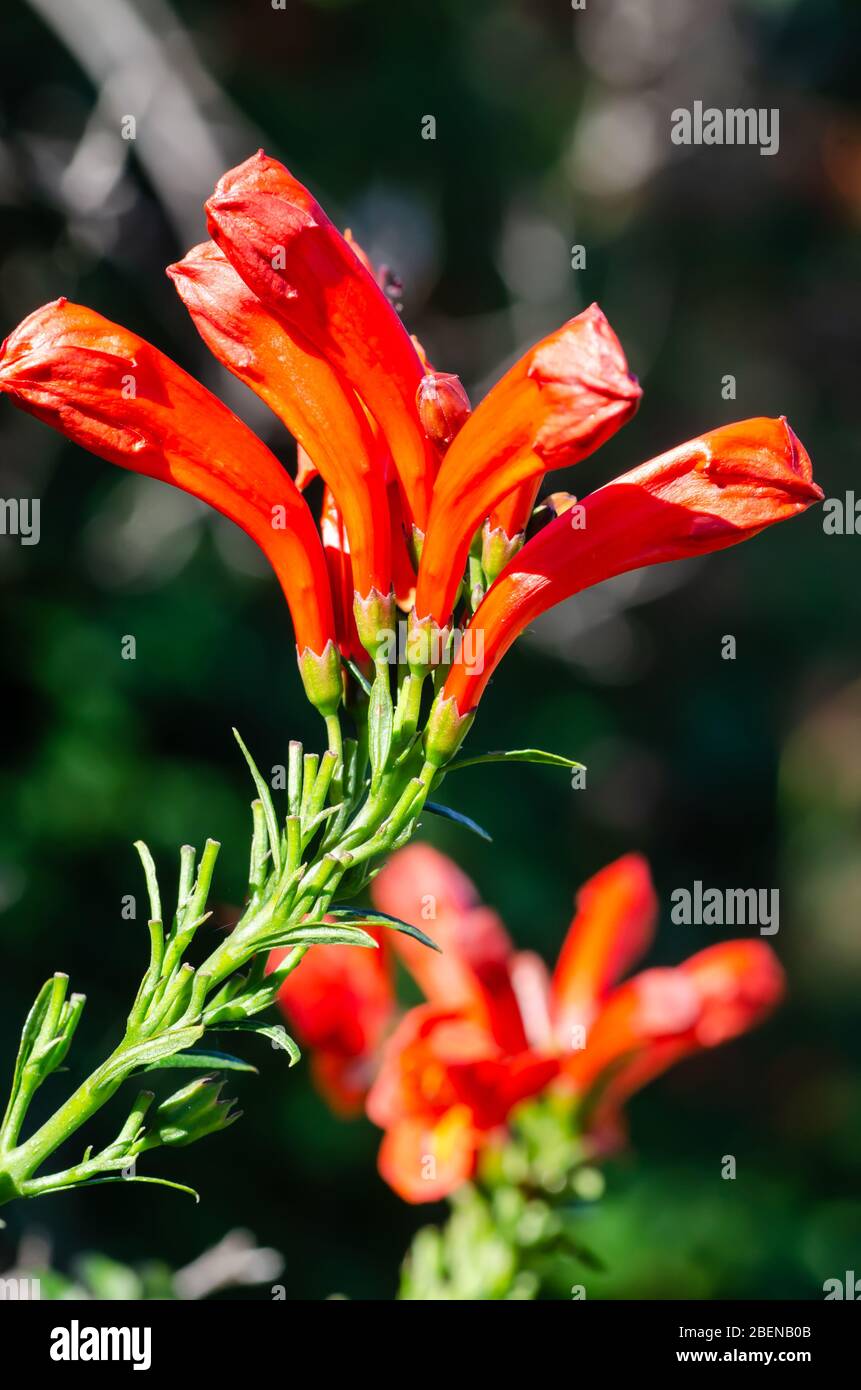 Capo honeysuckle, Tecoma capensis, Foto Stock