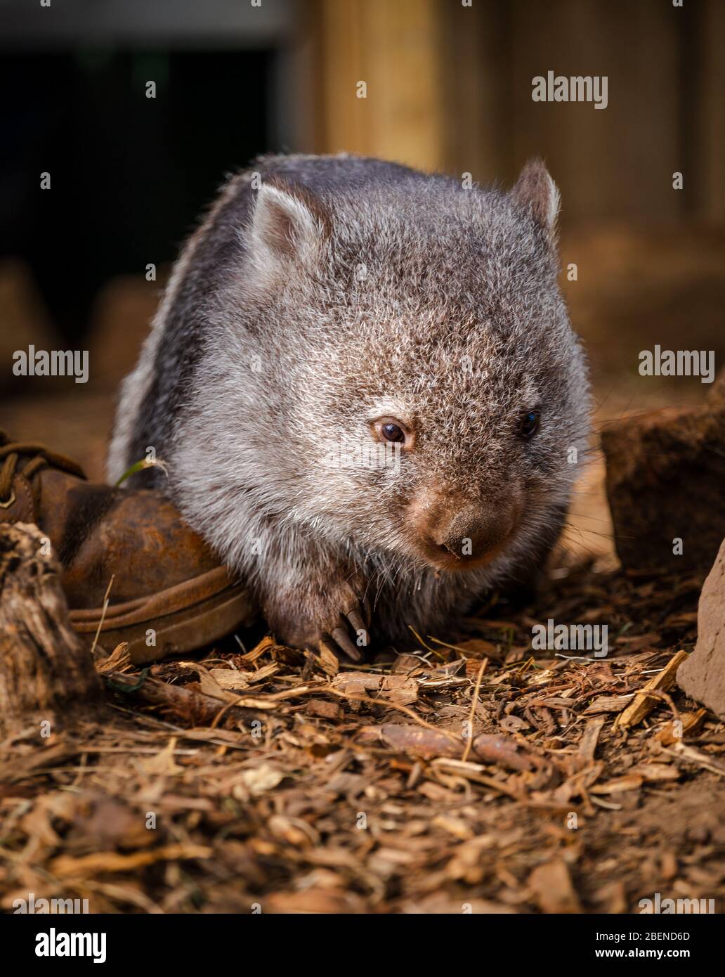 Un adorabile e timido Wombat australiano accanto ai piedi del lavoratore del santuario Foto Stock