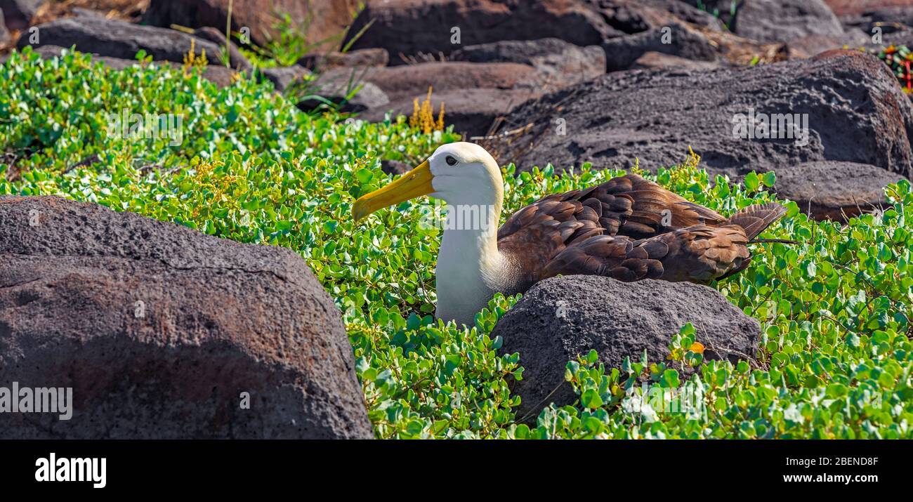 Ritratto panoramico di un Albatross maschio ondulato (Phoebastria irrorata) che riposa nelle piante di Sesuvium sull'isola di Espanola, Galapagos, Ecuador. Foto Stock