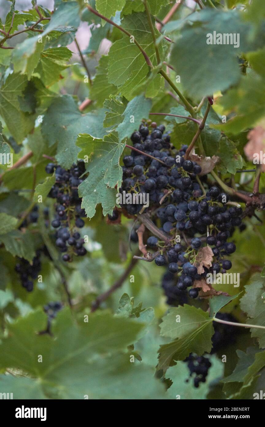 Uve in un vigneto a Carpinteria San Luis Argentina Foto Stock
