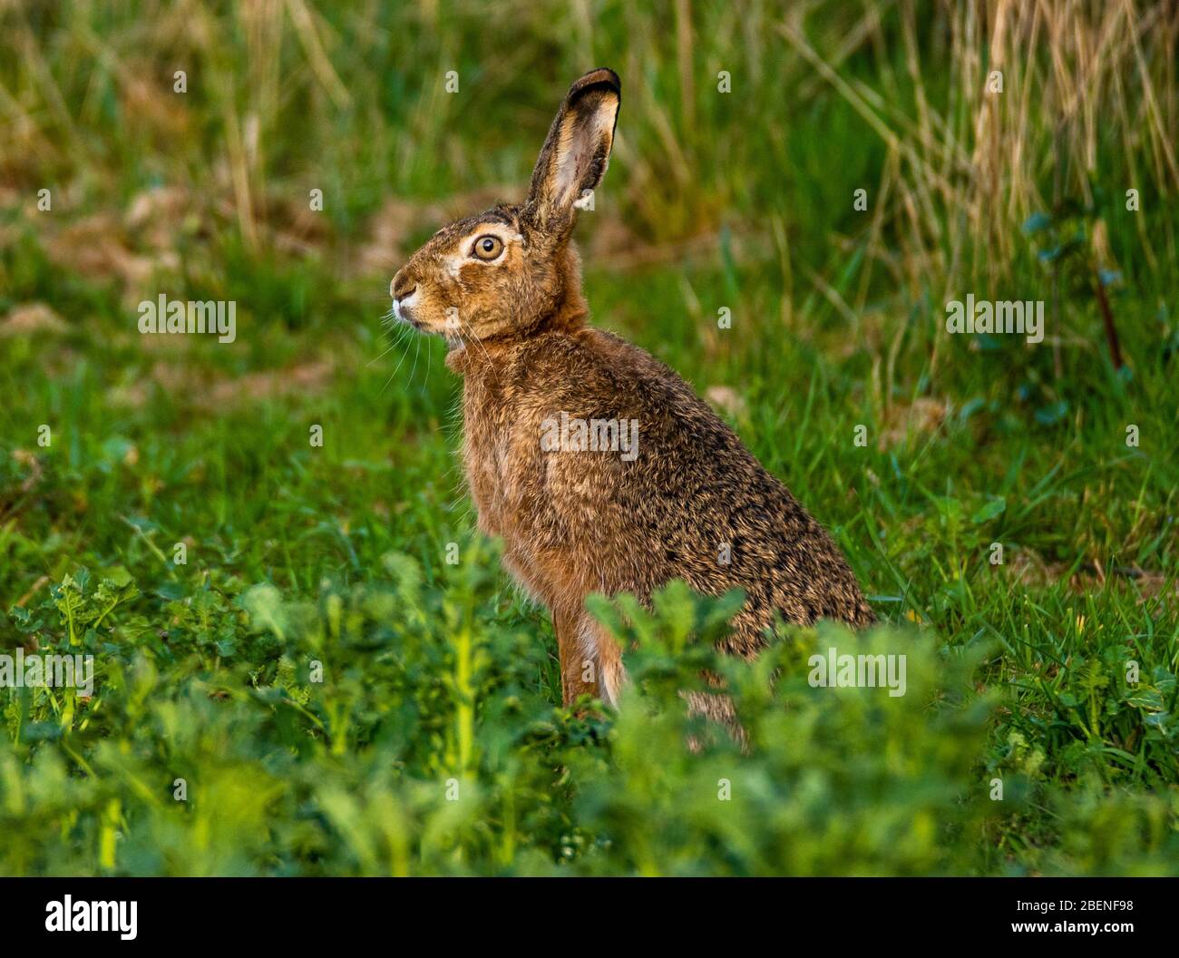 lepre seduta immobile nel campo Foto Stock