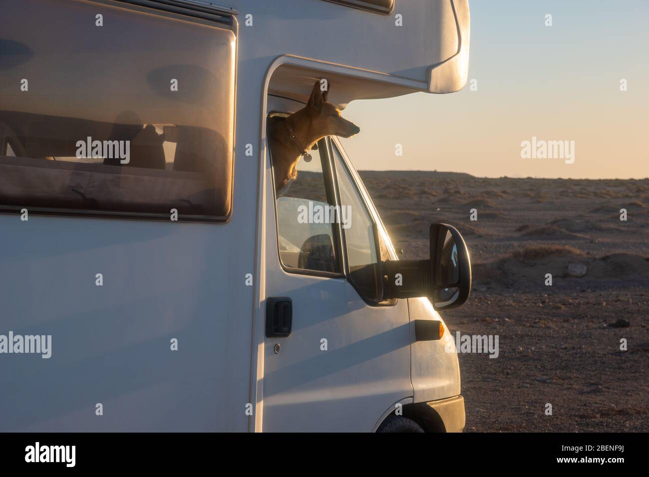 cane che guarda fuori da una finestra camper Foto Stock