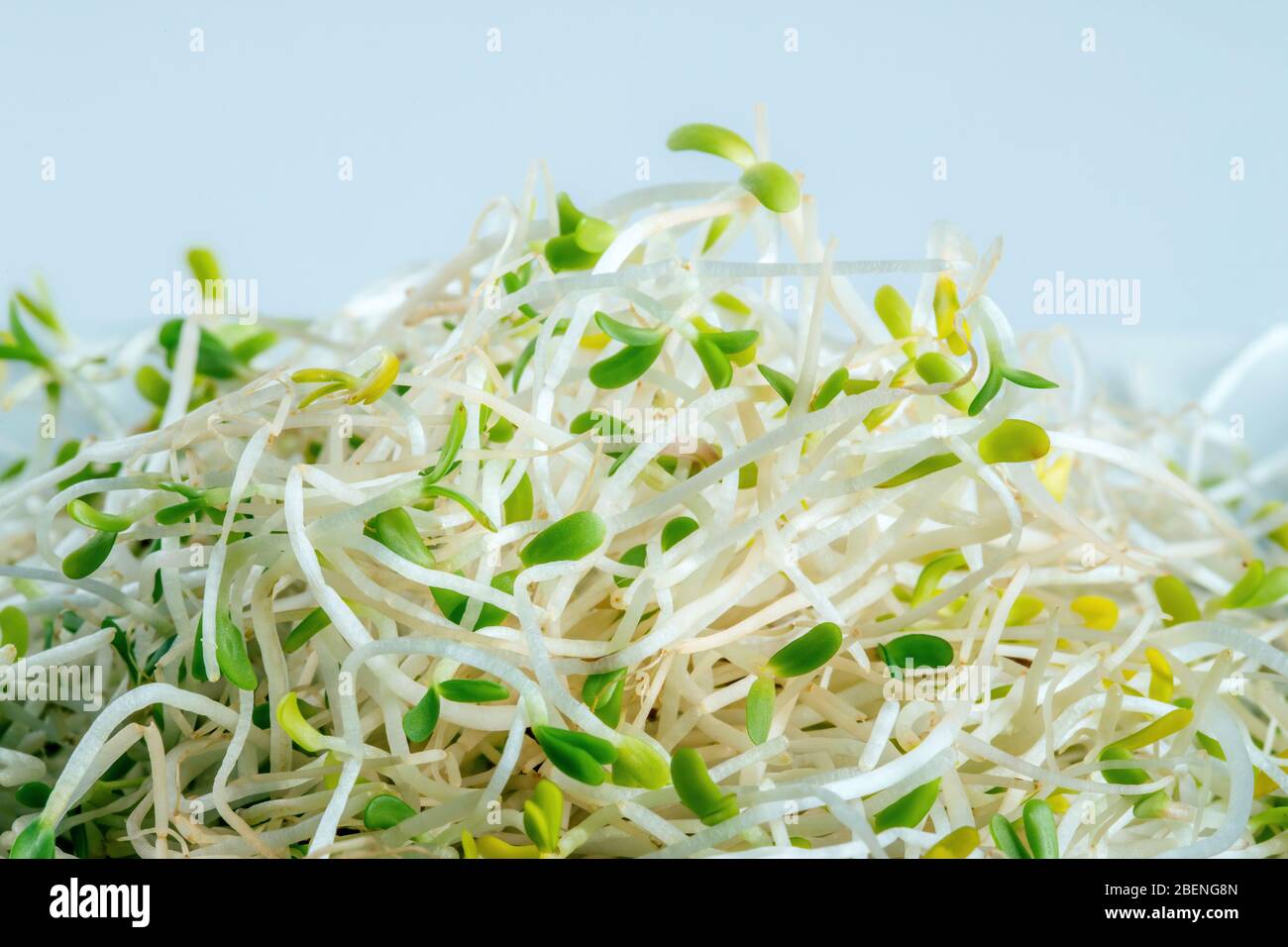 Un mucchio di germogli di erba medica fresca su sfondo blu. Dieta sana superfood e concetto di alimentazione micro verde Foto Stock