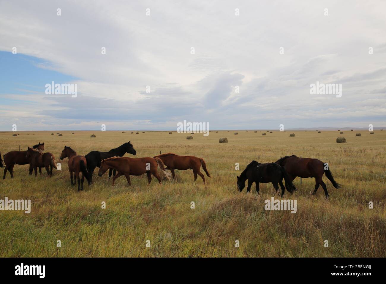 Cavalli al pascolo di erba Foto Stock