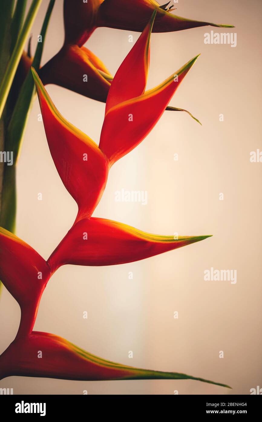 Primo piano immagine di bellissimo fiore rosso heliconia. Foto Stock