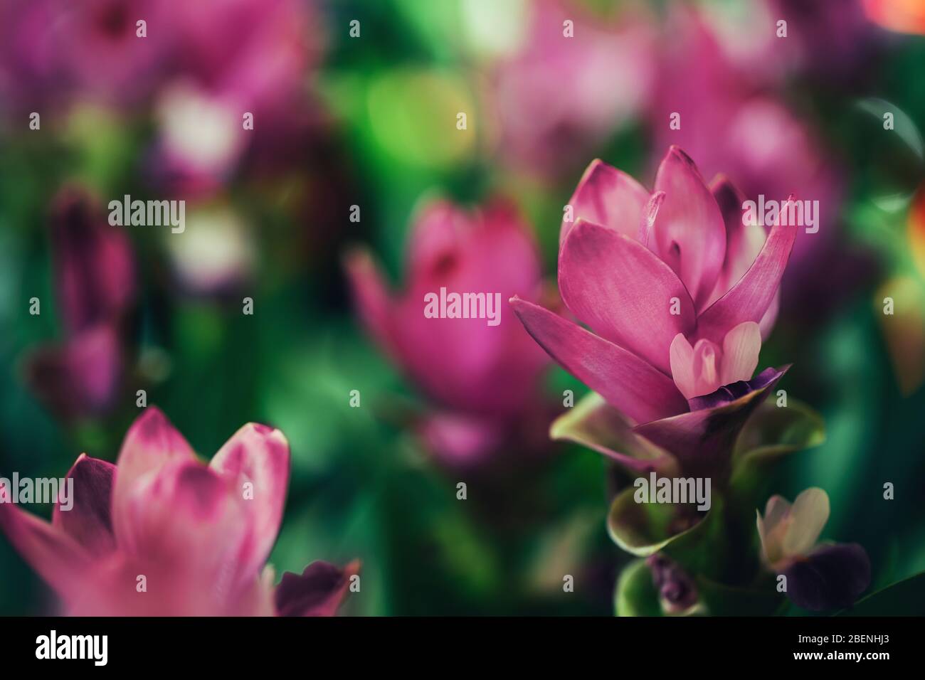 Fiori ornamentali graziosi rosa zenzero in crescita nel campo. Foto Stock