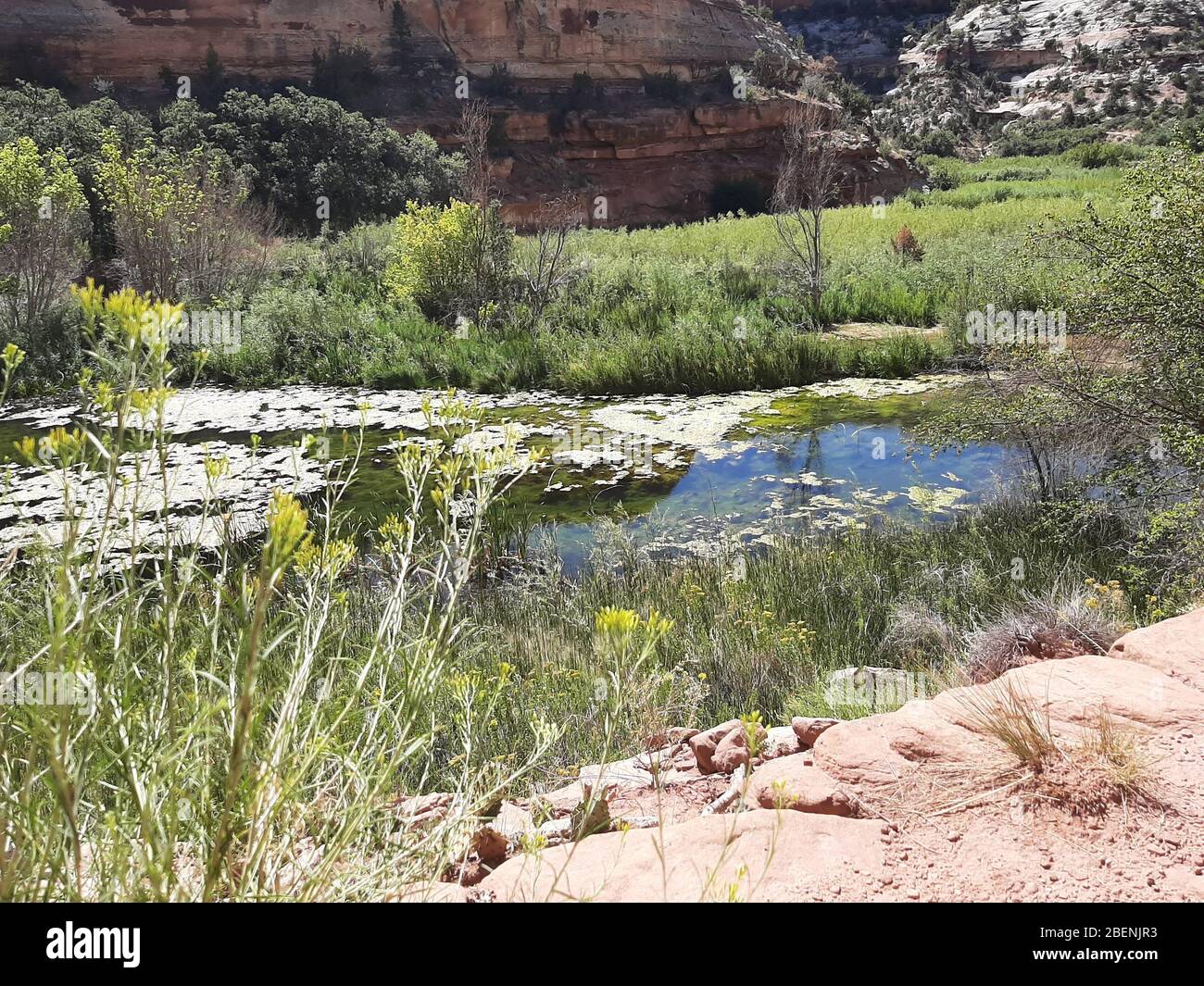 Fuori dal lato di un sentiero escursionistico nel Parco Nazionale della barriera Corallina di Captiol Foto Stock