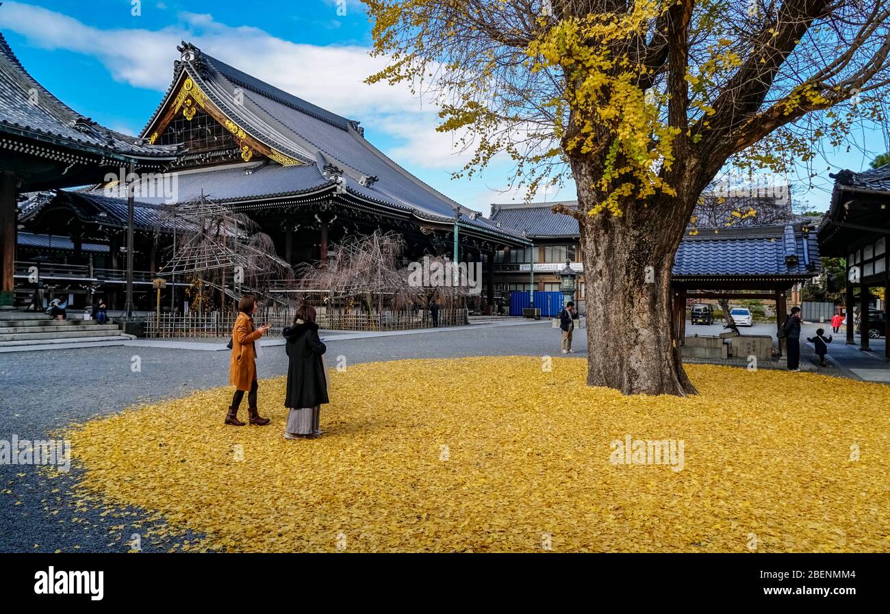 Due giovani donne giapponesi che godono di foglie gialle dell'albero Gigant Icho (Ginko biloba) al tempio di Bukoji, Kyoto, Giappone Foto Stock