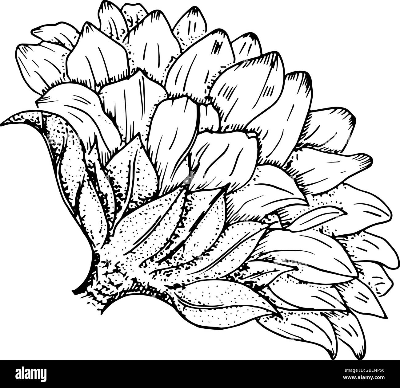 Girasole vettoriale, disegno in inchiostro bianco e nero, isolato su sfondo bianco, adatto per stampaggio a caldo Illustrazione Vettoriale