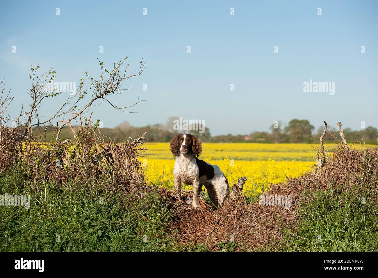 Springer Spaniel Foto Stock