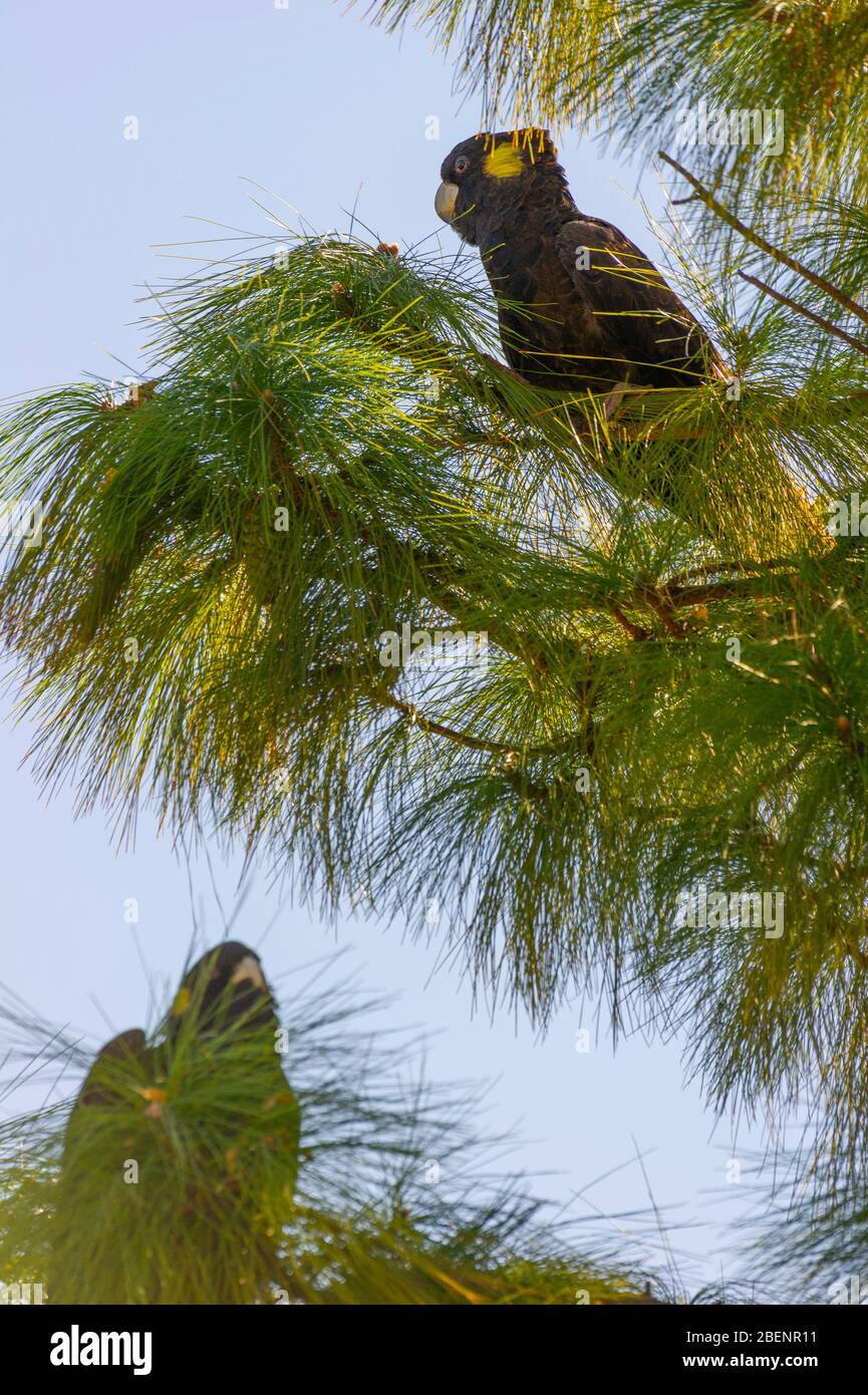 Gallo nero dalla coda gialla (Calyptorhynchus funereus) in pino per mangiare i coni di pino verde Foto Stock