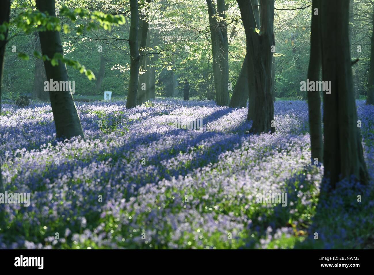Un uomo fa una passeggiata di mattina presto passando una coperta di bluebells nel parco di Wanstead, Londra nord-est. Foto Stock