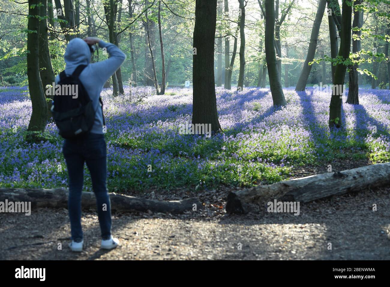 Un uomo scatta una foto di una coperta di campanili a Wanstead Park, a nord-est di Londra. Foto Stock