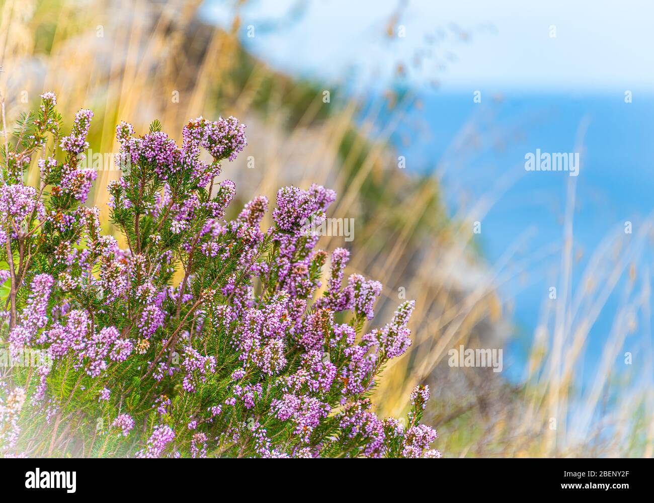 Primo piano foto Erica di (Erica o Erica) nella Riserva Naturale di Zingaro, San Vito lo Capo, Golfo di Castellammare, Provincia di Trapani, Sicilia, Italia Foto Stock