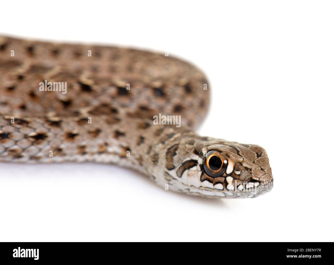 Montpellier serpente di fronte a sfondo bianco Foto Stock