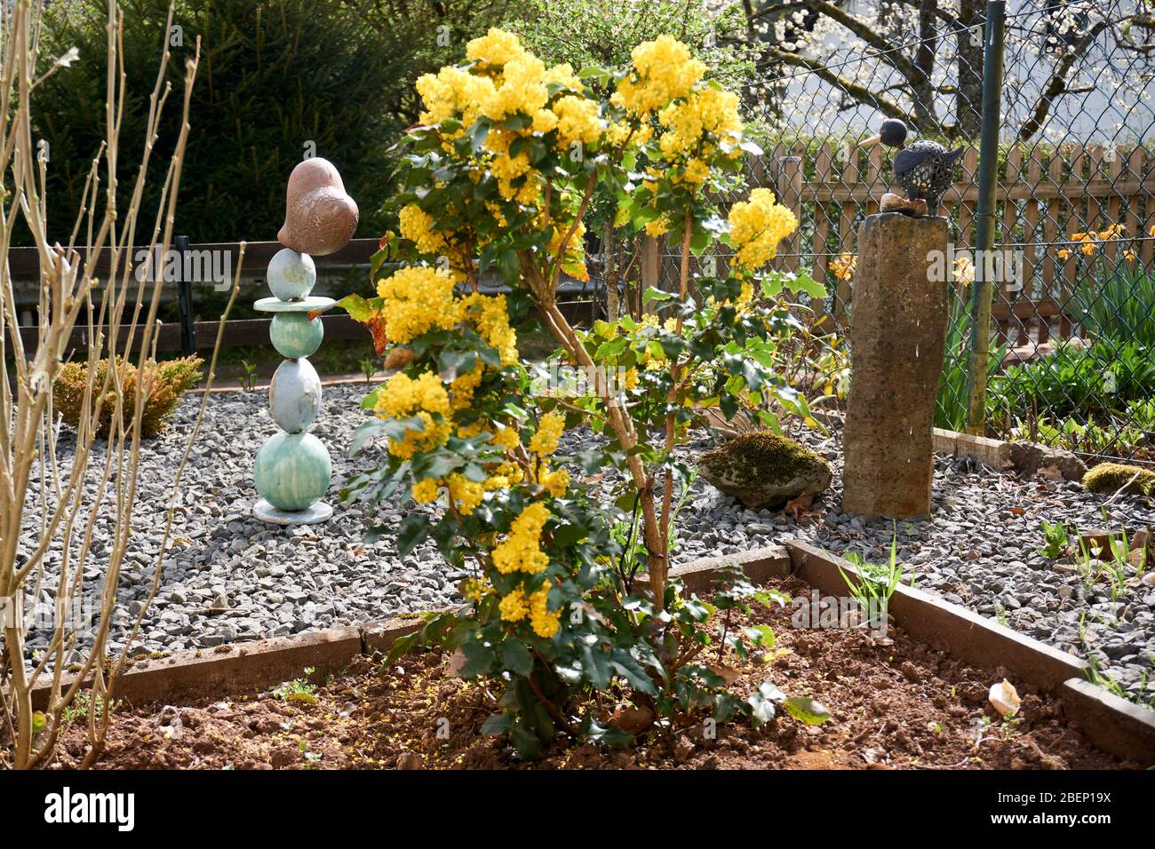 Ilex aquifolium agrifoglio, comune, anglosassone, agrifoglio europeo, o occasionalmente Natale Foto Stock