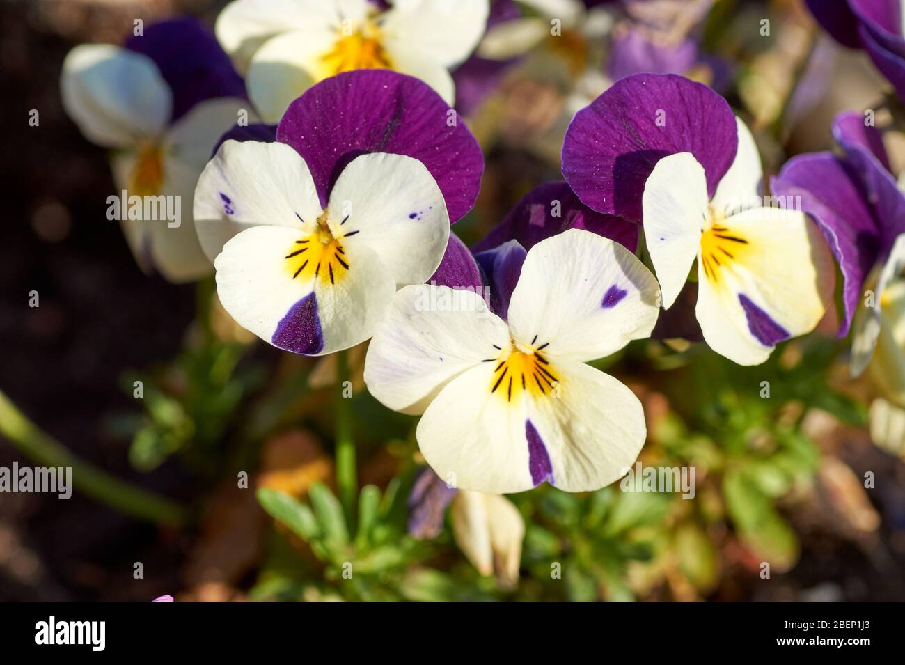 Colorata viola di primavera Cornuta fotografata nel giardino. Foto Stock
