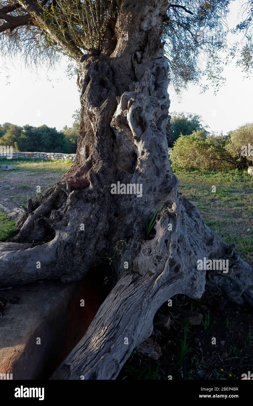 Vecchi ulivi selvatici zingarled vicino Nieuwoudtville, Capo del Nord, Sud Africa Foto Stock