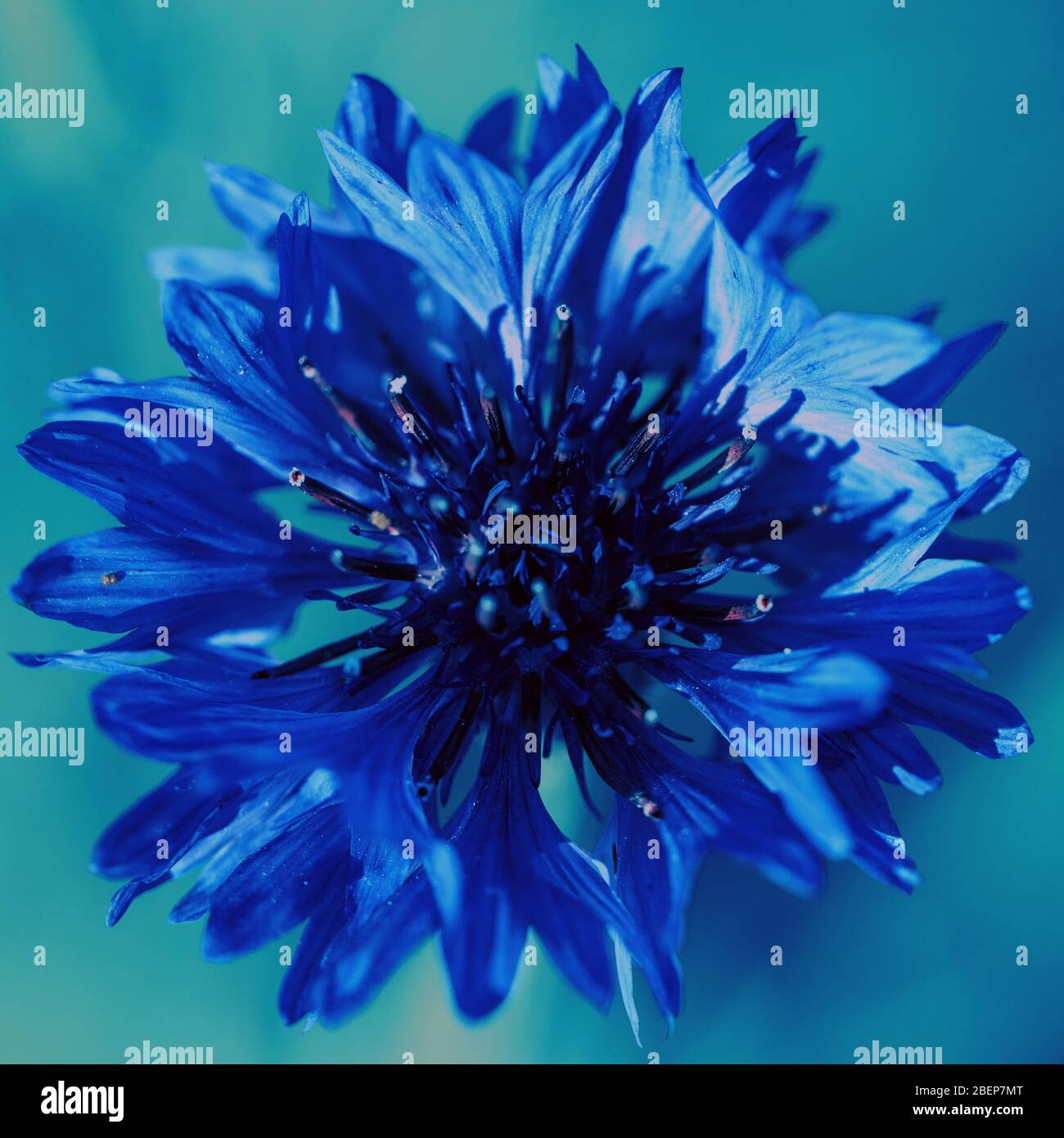 Classico sfondo blu. Primo piano di fiore di Cornflower in classico colore blu. Colore dell'anno 2020 Foto Stock