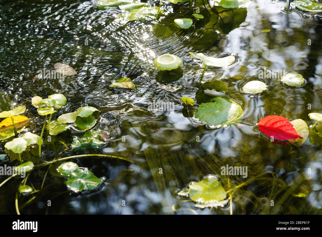 Stagno foglia di loto e rosso alla luce del sole Foto Stock