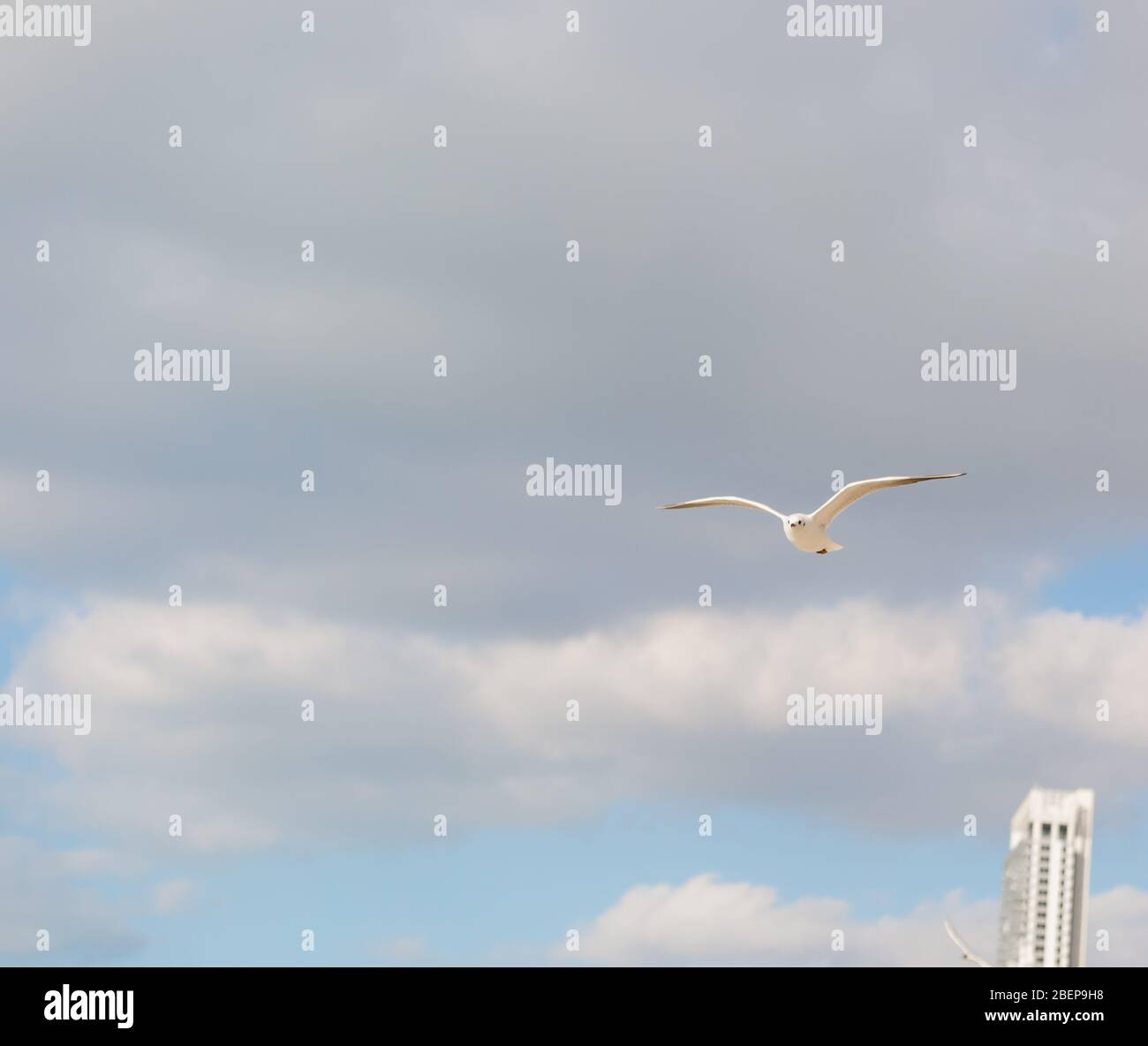 Gabbiano in volo contro un cielo blu, ascendente con ali sparse Foto Stock