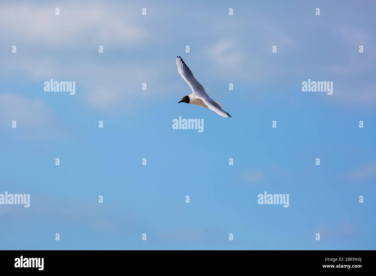 Gabbiano in volo contro un cielo blu, ascendente con ali sparse Foto Stock