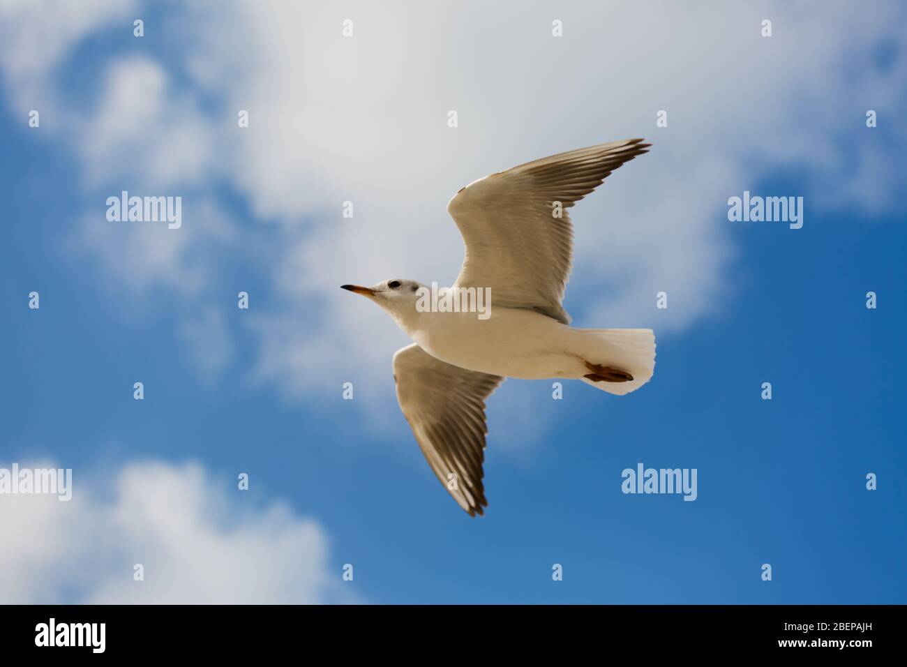 Gabbiano in volo contro un cielo blu, ascendente con ali sparse Foto Stock