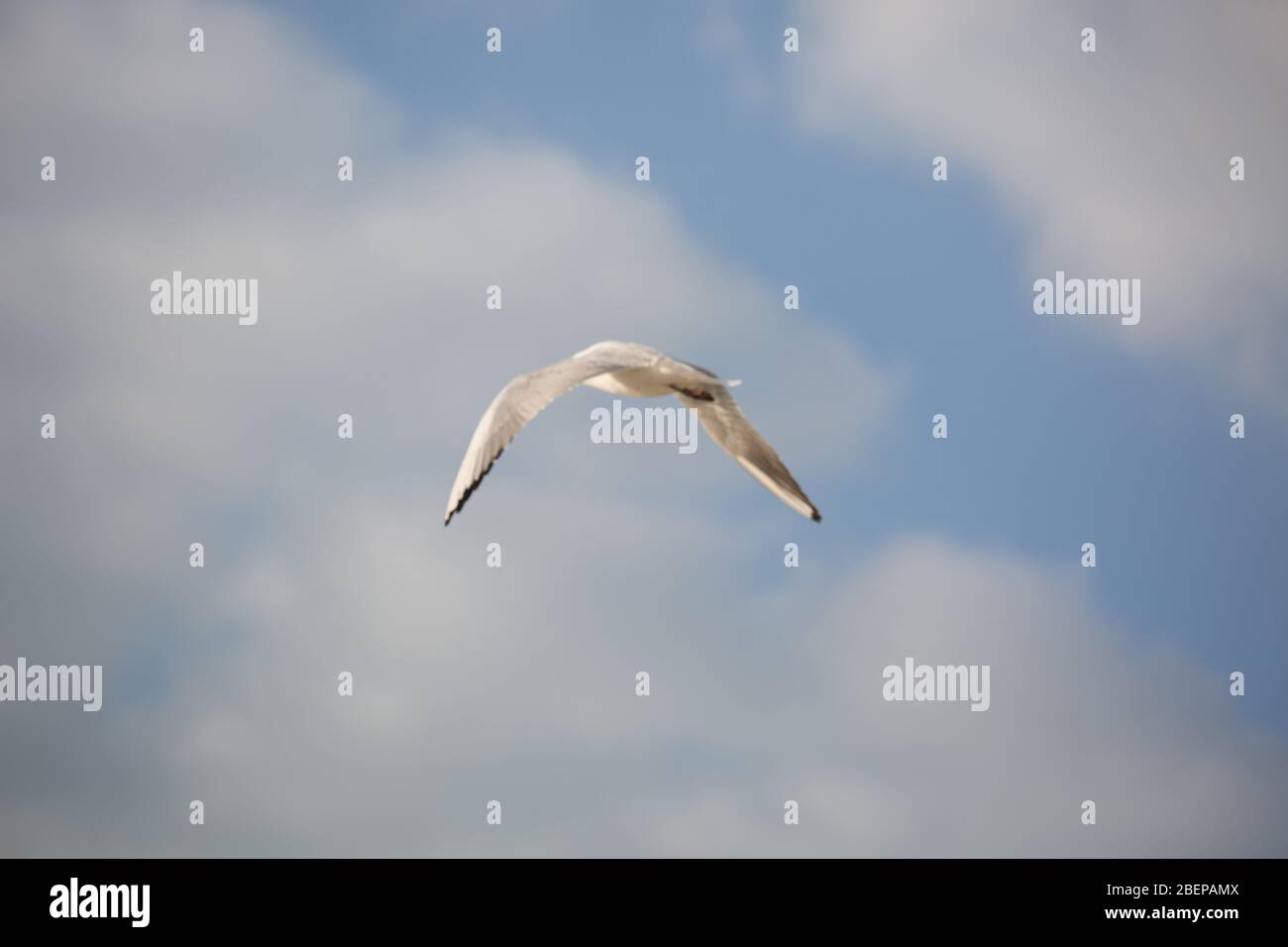 Gabbiano in volo contro un cielo blu, ascendente con ali sparse Foto Stock